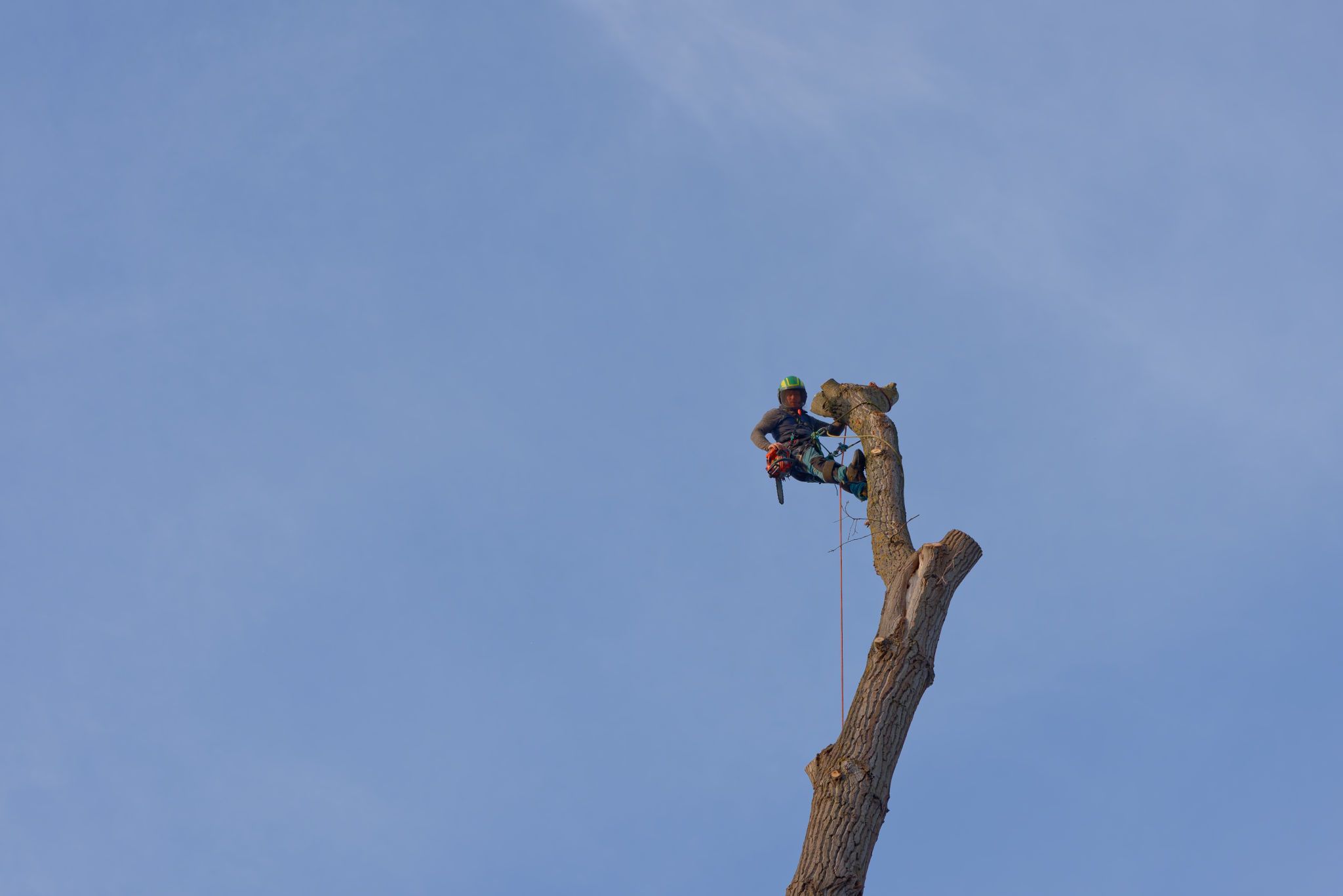 Baumfällung in Berlin: Baumkletterer arbeitet sicher in der Höhe