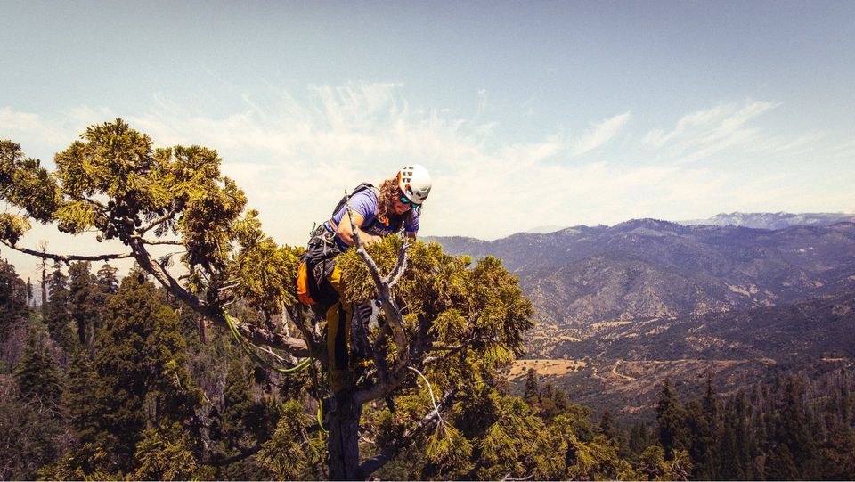 Baumkletterer inspiziert die Kronenspitze eines Riesenmammutbaums (Giant Sequoia)